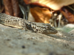 Tarentola mauritanica