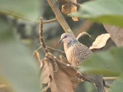 Streptopelia chinensis