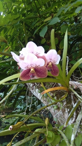 Vanda sanderiana