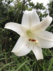 Lilium brownii