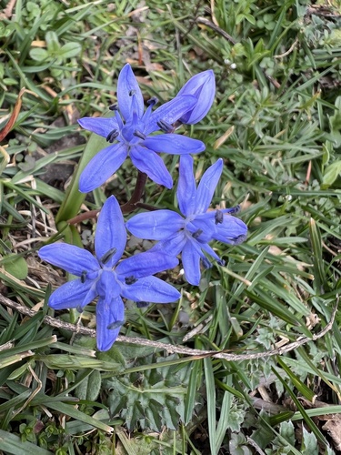 Scilla bifolia