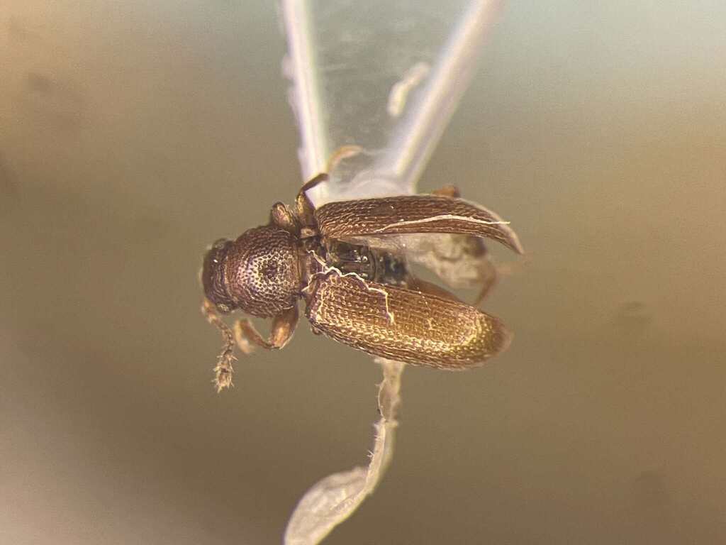 Corticaria pseudoincerta