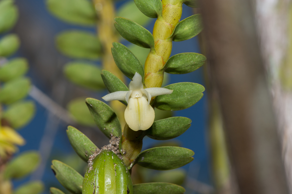 Dendrobium bifarium Lindl. ex Hook.f., 1890