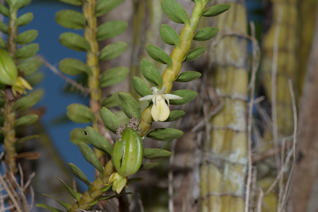Dendrobium bifarium Lindl. ex Hook.f., 1890 2