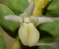 Dendrobium bifarium