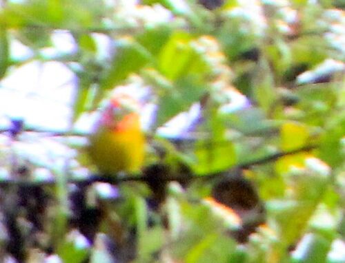 Red-headed Tanager (Piranga erythrocephala), photo 8