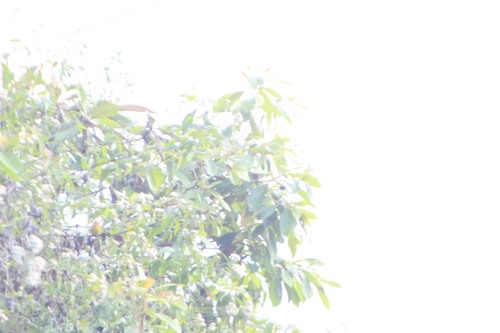 Red-headed Tanager (Piranga erythrocephala), photo 9