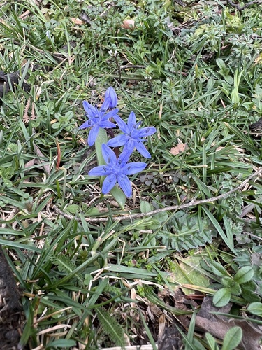 Scilla bifolia