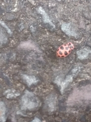 Coleomegilla maculata lengi