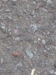 Coleomegilla maculata lengi