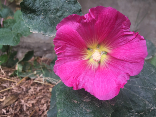 Hollyhock