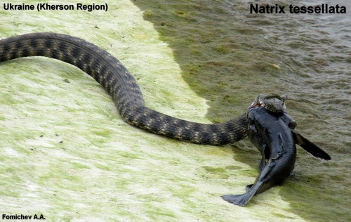 Photo of a Dice Snake (Natrix tessellata)