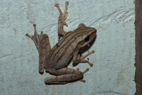 Common Southeast Asian Tree Frog, photo 4 of 10