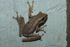 Java Whipping Frog photo 4