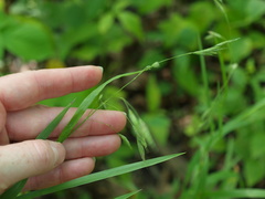 Bromus latiglumis
