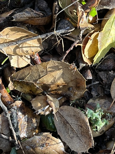 iNaturalist observation photo of Western Velvety Tree Ant