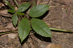 Cissus hypoglauca