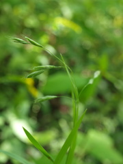 Bromus latiglumis