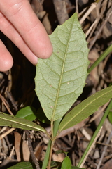 Cissus hypoglauca