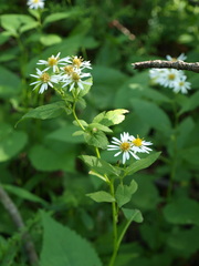 Eurybia furcata