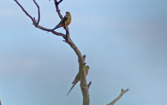 Platycercus icterotis