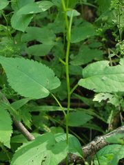 Eurybia furcata