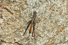 Macrotona australis