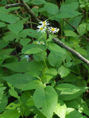 Eurybia furcata