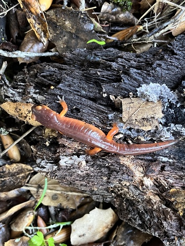 iNaturalist observation photo of Ensatina