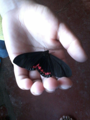 Dysschema leucophaea