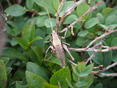 Pholidoptera aptera goidanichi