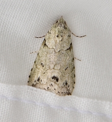 Calathusa basicunea