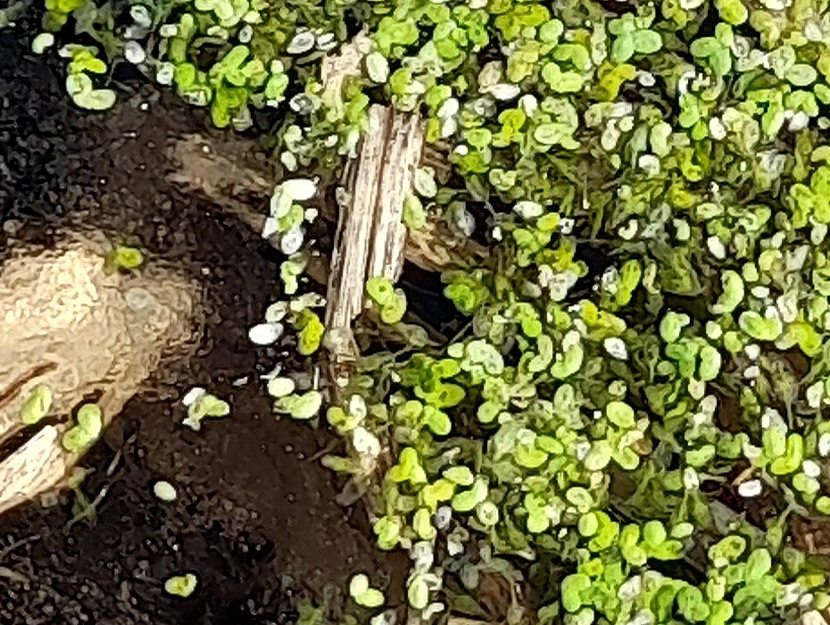 Imagem de Erva-de-sapo