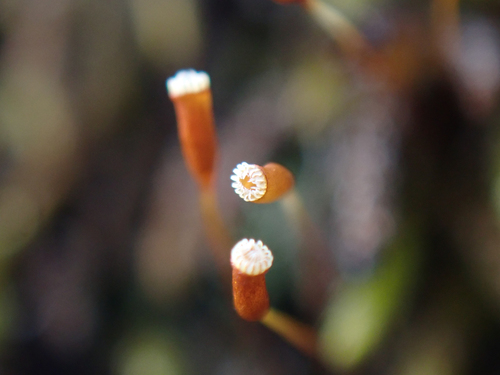 Pseudisothecium cristatum observed 2025-03-15