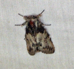Macrurocampa marthesia