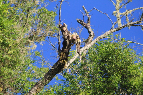 Clowesia rosea