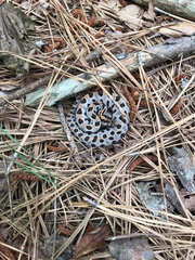 Sistrurus miliarius streckeri