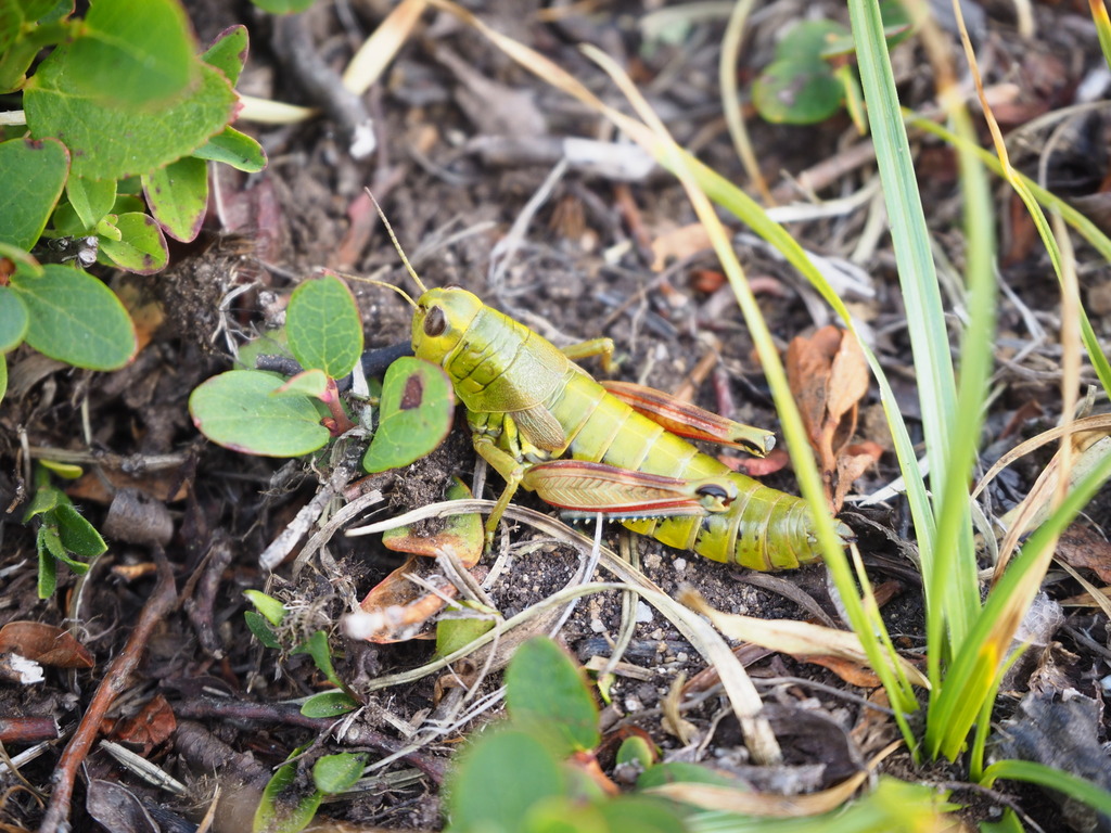 Emilia Mountain Grasshopper