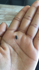 Diptera