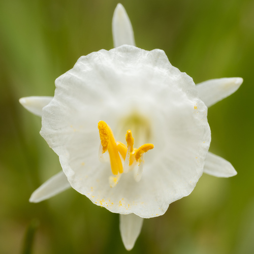 White Hoop-petticoat (Narcissus cantabricus)