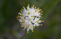 Triantha occidentalis occidentalis