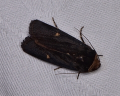 Proteuxoa cinereicollis