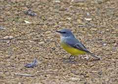 Eopsaltria griseogularis