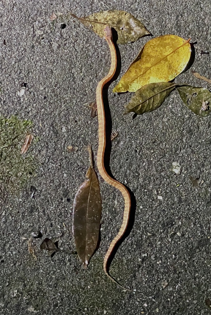 Mountain Slug-eating Snake