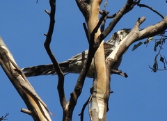 Anthochaera paradoxa