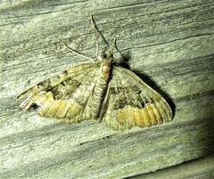 Xanthorhoe quadrifasiata