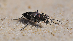 Cicindela lusitanica