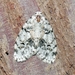 Little White Lichen Moth - Photo (c) Lori A Owenby, some rights reserved (CC BY-NC), uploaded by Lori A Owenby