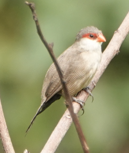 Common Waxbill