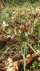 Delphinium consolida paniculatum